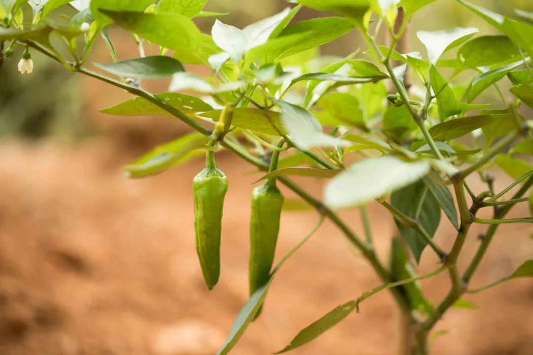 有机农场的痛点在哪,有机农场最需要什么技术