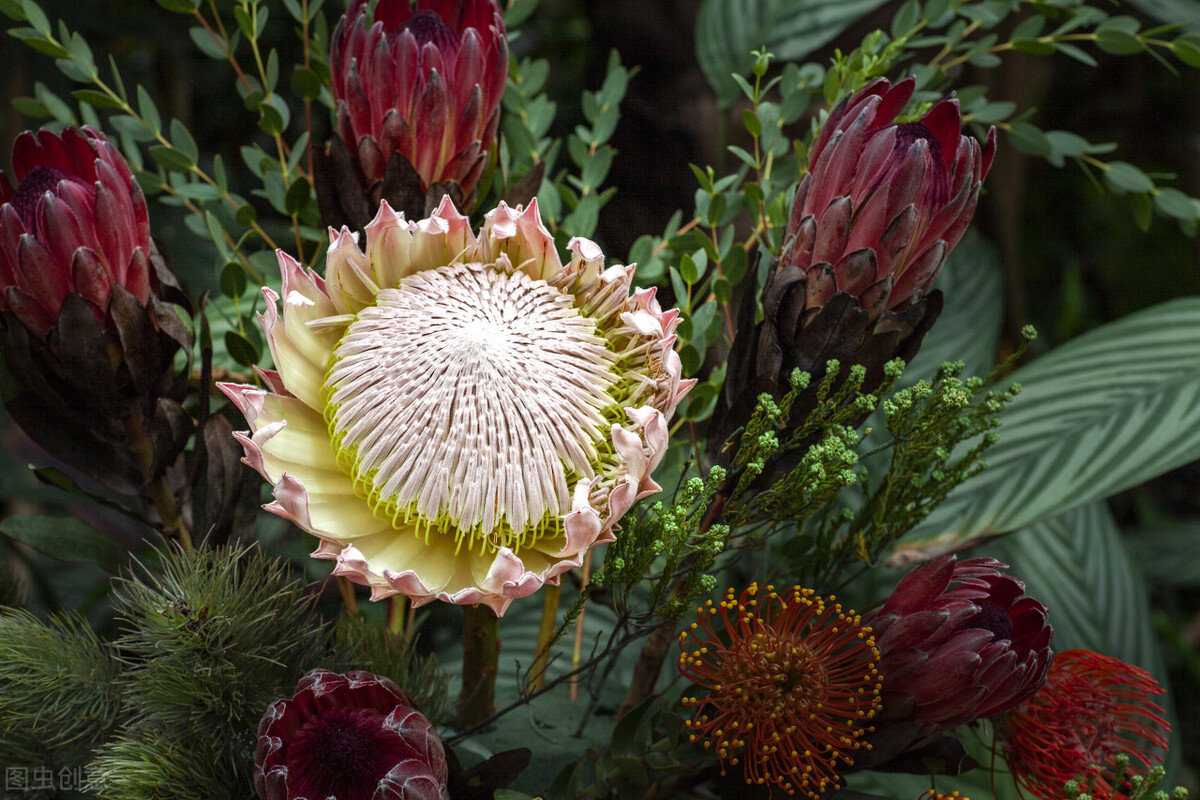 彩虹之国南非旅游,彩虹之国南非视频