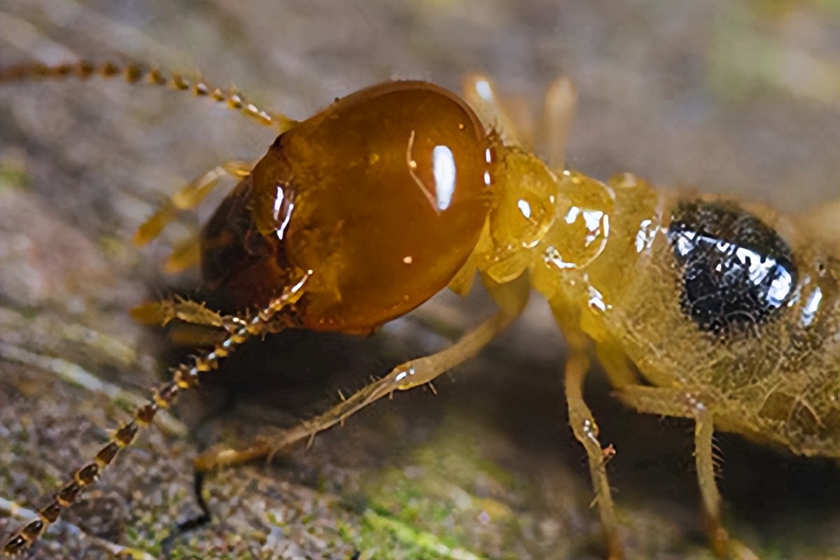 白蚁公司灭白蚁靠谱么,长沙白蚁怎么灭