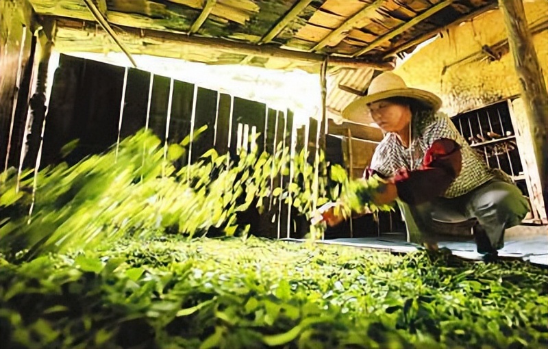 竹叶茶的最佳制作方法,竹叶茶怎么炒制