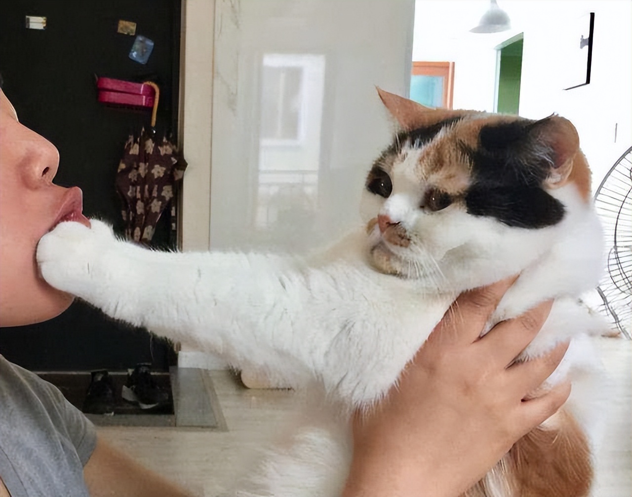 猫咪高冷不亲人,猫咪高冷怎么养活它