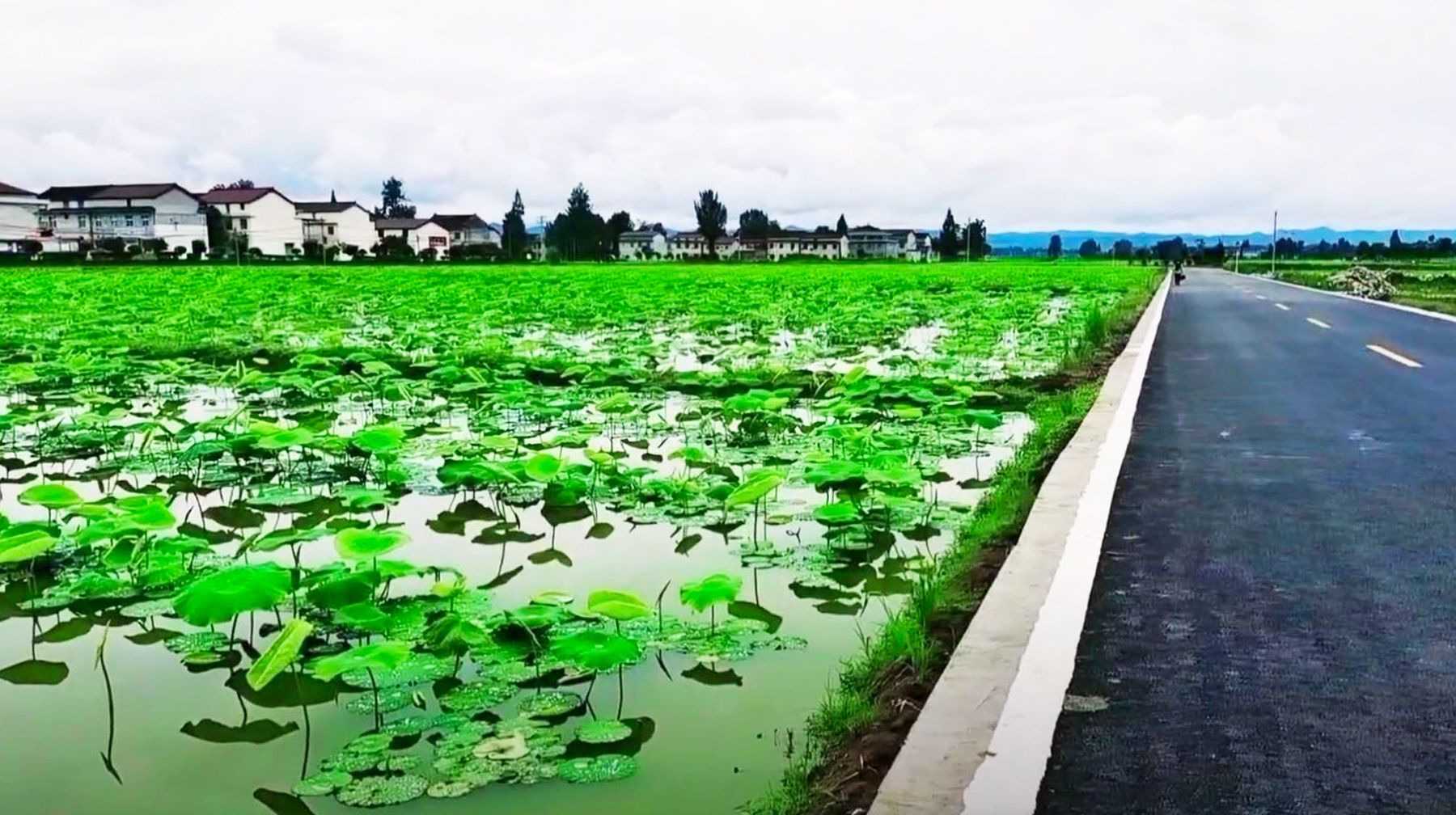 到武汉汉南郊区随拍一处莲藕种植基地，湖水平如镜，荷香飘十里