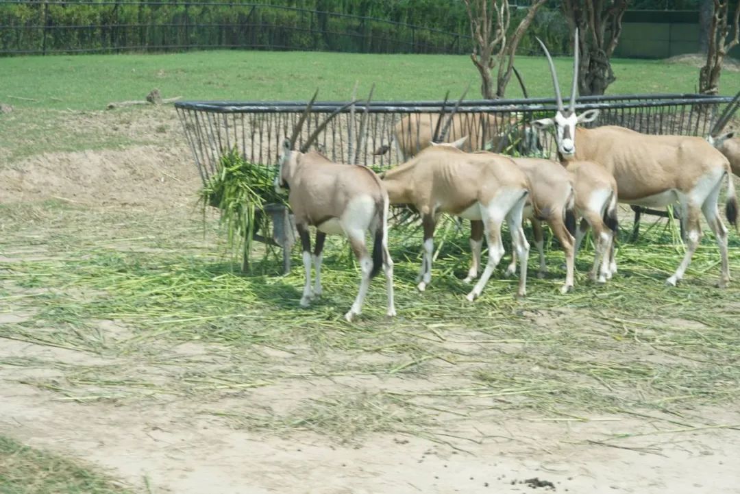 上海野生动物园建议周六周天去吗,上海野生动物园通玩一日游攻略
