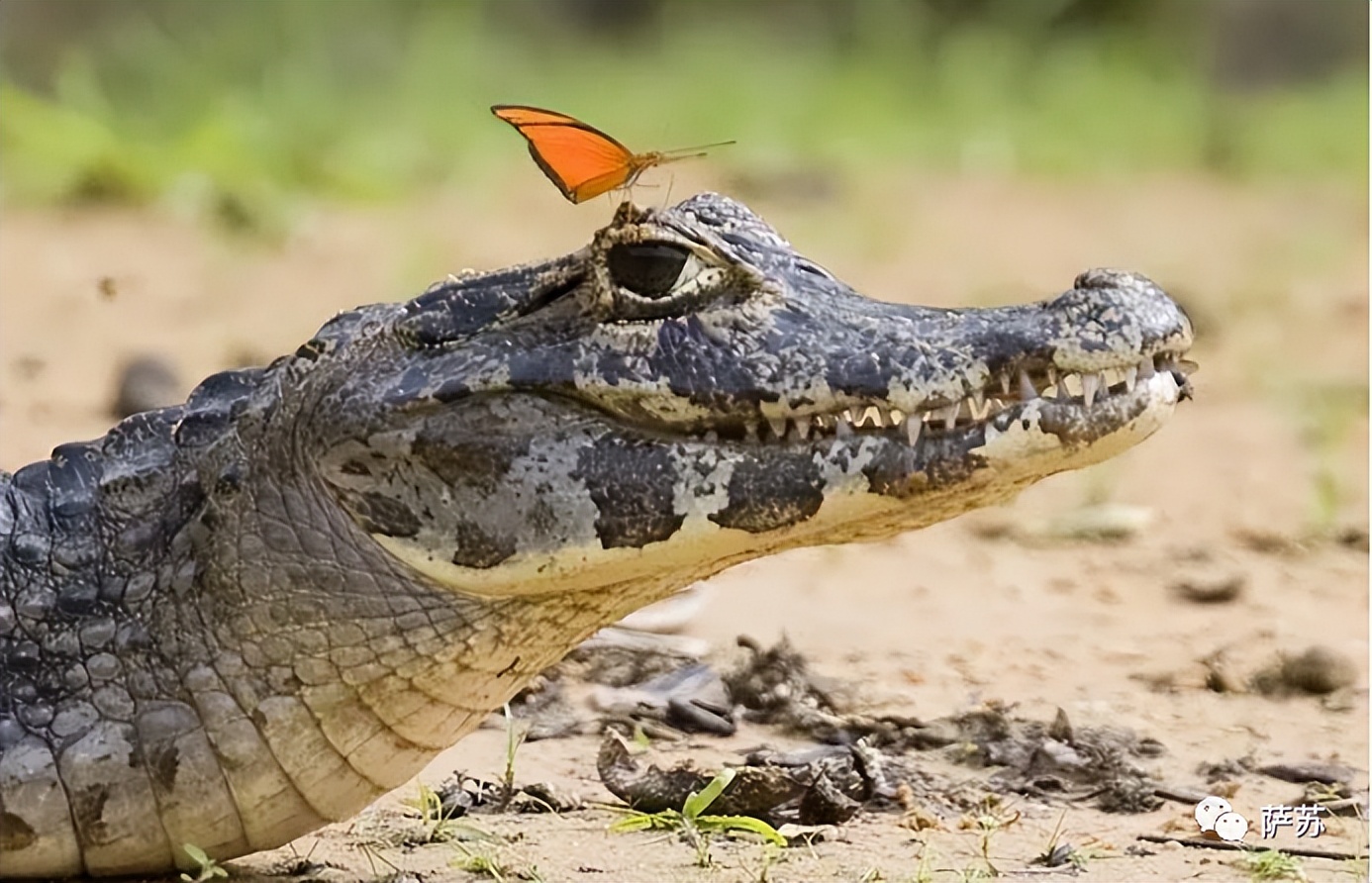 韩愈是怎么赶走鳄鱼的,韩愈写给鳄鱼的话