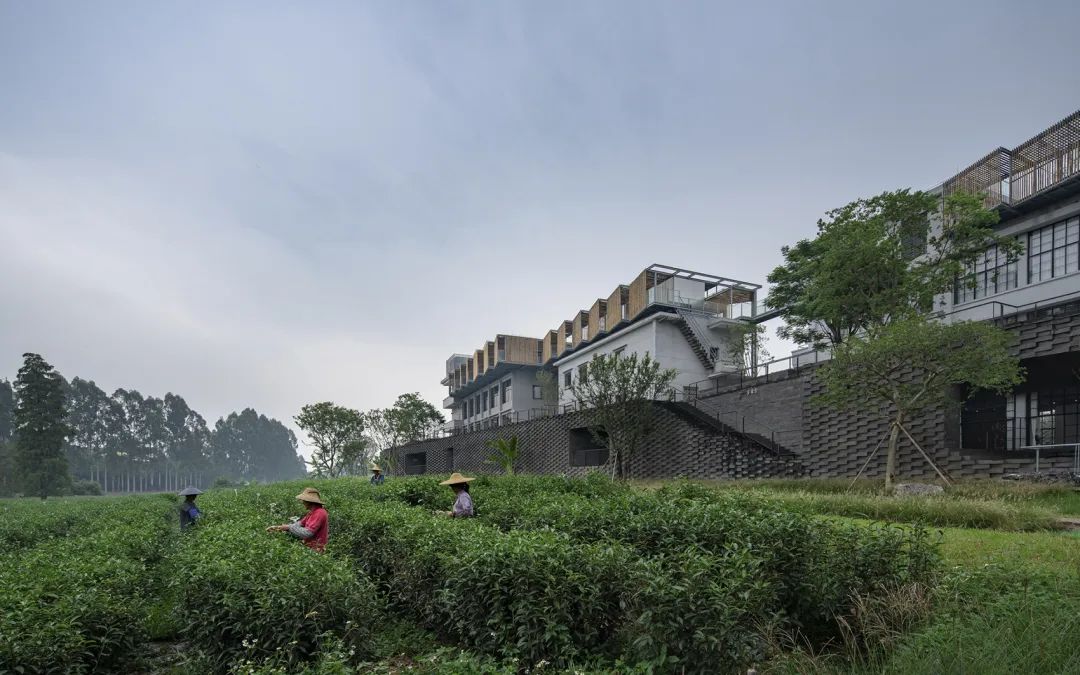 中国茶申遗成功吗,中国茶申遗成功44项名单