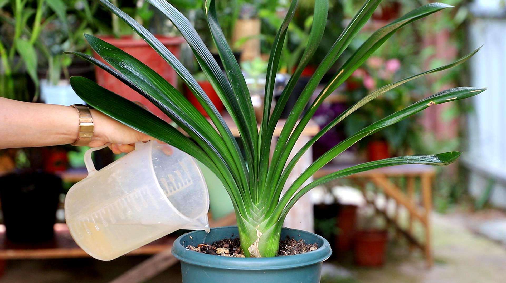 养君子兰平时注意几点叶片更整齐,养君子兰怎么养才能越养越好呢