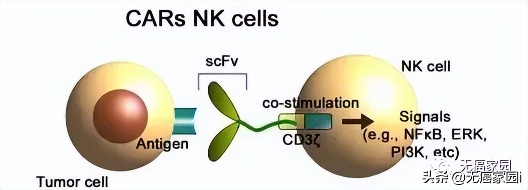 12年化疗失败，干细胞移植复发，CAR-NK疗法让癌症患者完全缓解