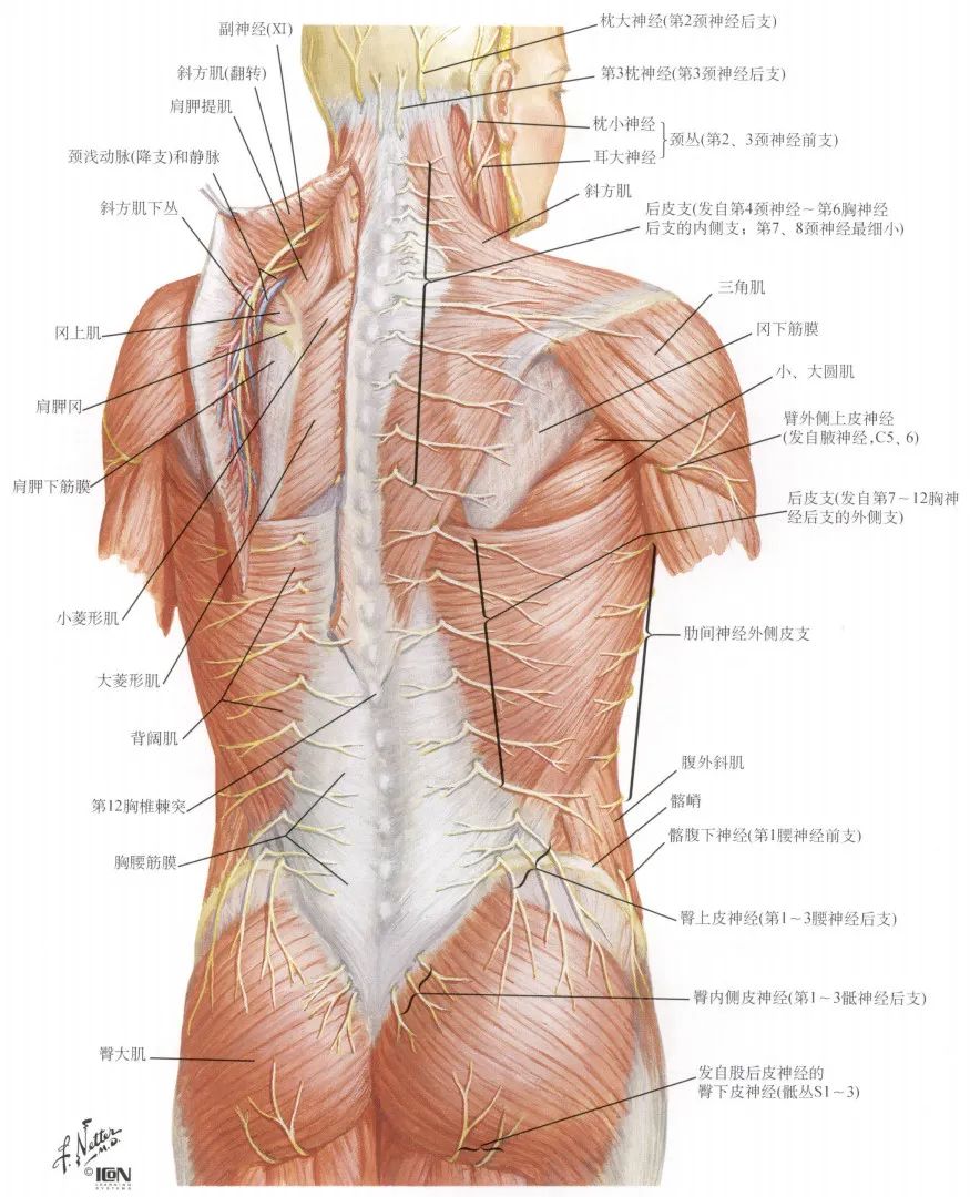 脊神经支配区域解剖图简图,脊神经及其分支的支配范围