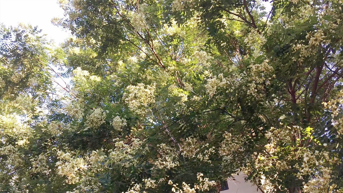 槐花全是是宝，8月遇见抓紧囤，晾干炒一炒，泡水喝好处多多