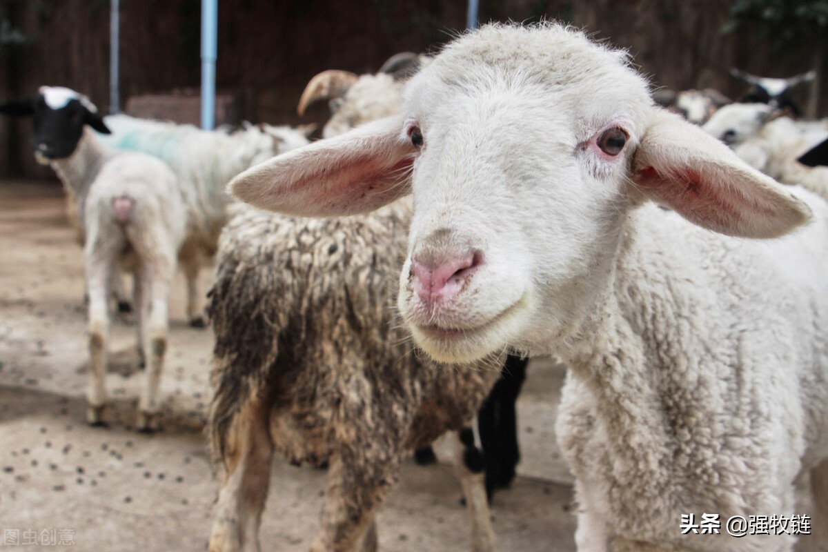 如何解决羊蹭墙,羊蹭墙是怎么回事
