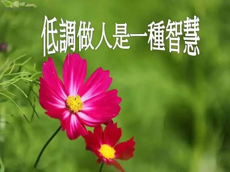 低调做人是一种智慧和修养,低调做人就是一种修养图片