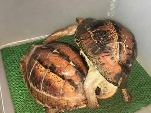 黄缘盒龟的人工饲养方法,黄额盒龟几级保护动物