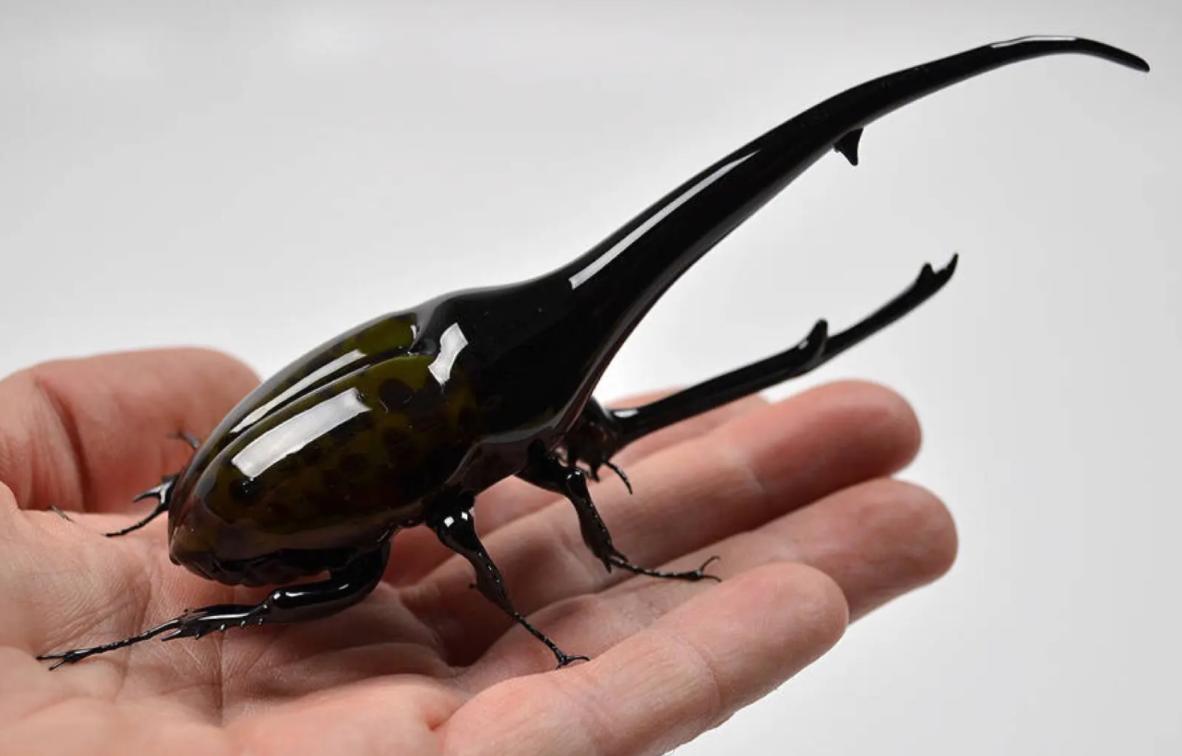 江苏男子花530万买下3只受伤乌龟,放生鳄鱼龟危害