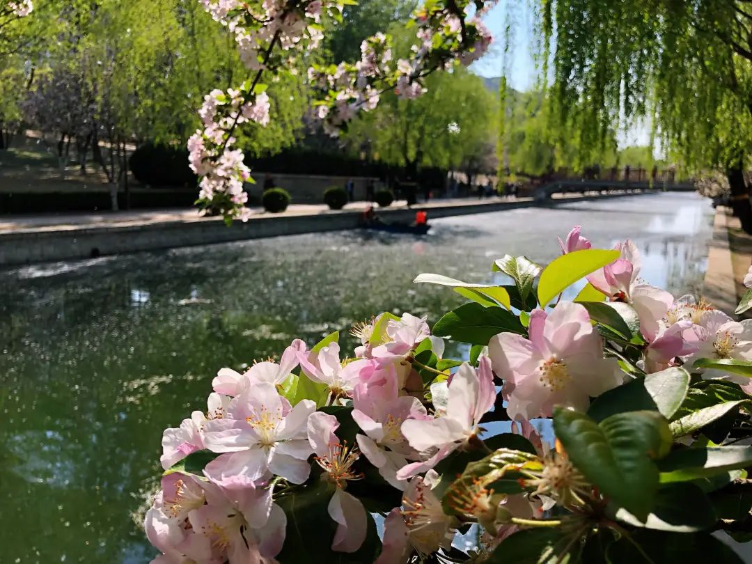 惊蛰时节，赏花正当时！北京公园赏花指南