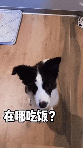 为啥边牧有小心思,边牧想吃东西的小心思