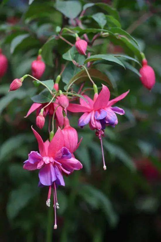 花朵壁纸横版,花朵招财壁纸