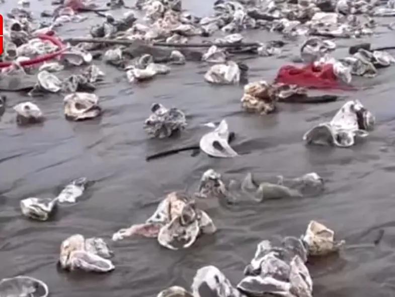 台风来了东海银鲳鱼,台风后的沙滩遍地海鲜