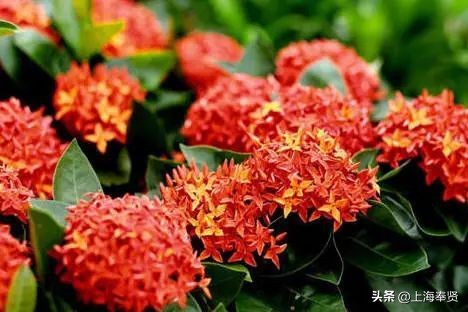 端午节五瑞之首,天中五瑞指是什么