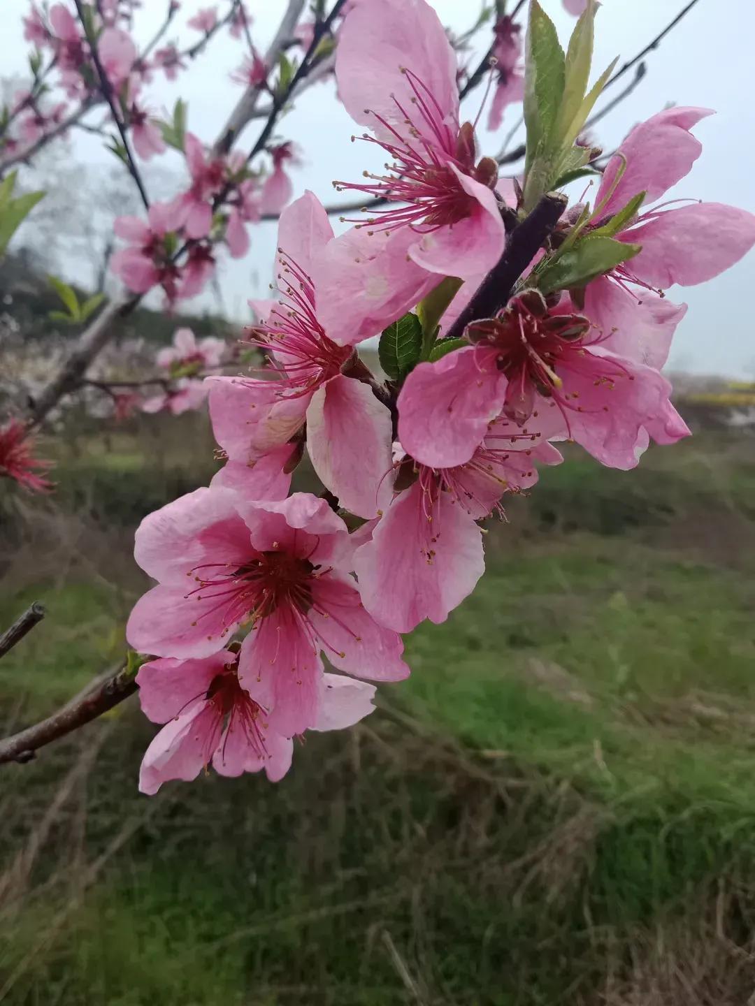 春天风景诗原创,与春天约会的诗歌原创