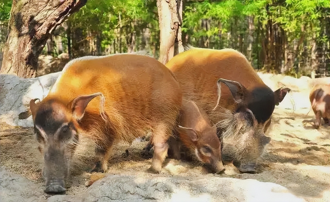 闈炴床閲庣尓鍒嗗竷鍖哄煙,闈炴床閲庣尓