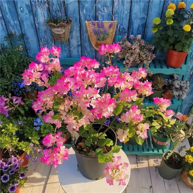 三角梅怎么越冬最低温度是多少,怎样判断三角梅冬天是否被冻死