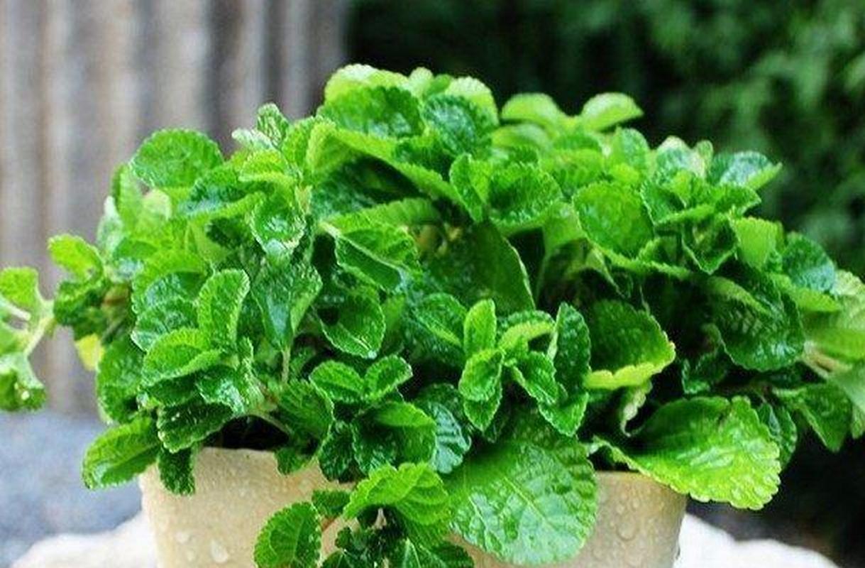 如何能使薄荷快速生长,怎样能让薄荷持续散发香味