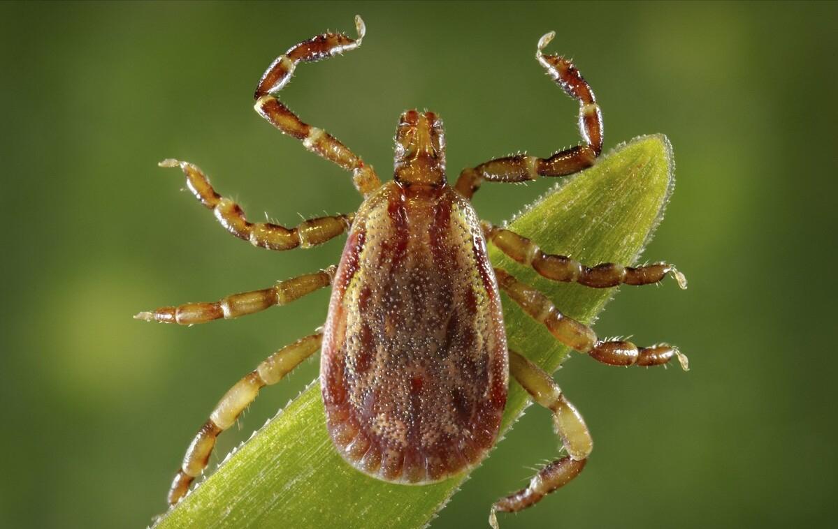 美一男子斩下蛇头,十分钟后险些被蛇头咬死,蛇头为何能僵而不死