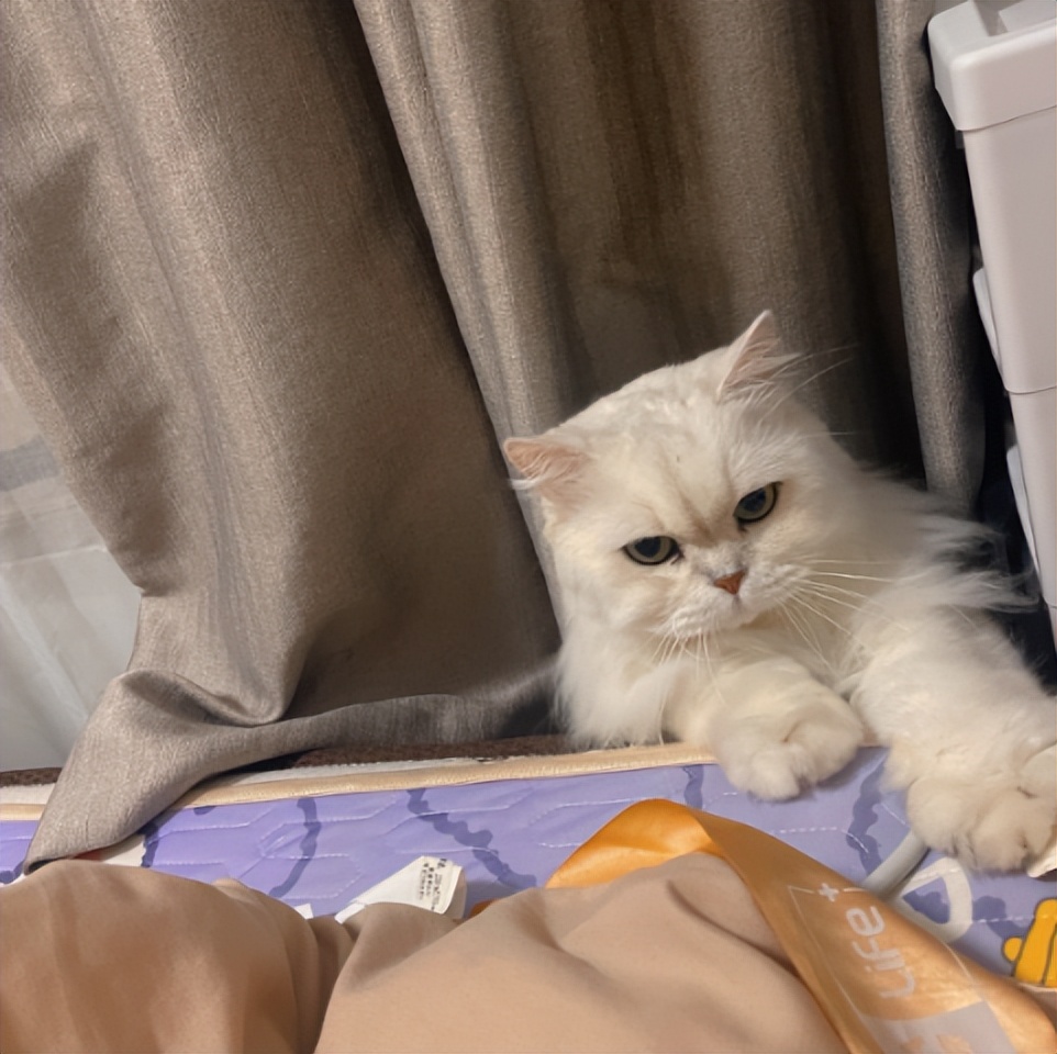 猫达猫粮测评,21款好猫评测