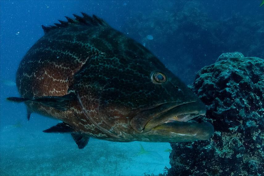 如何区别认识市面上常见的几种鱼,各种鱼怎么分类