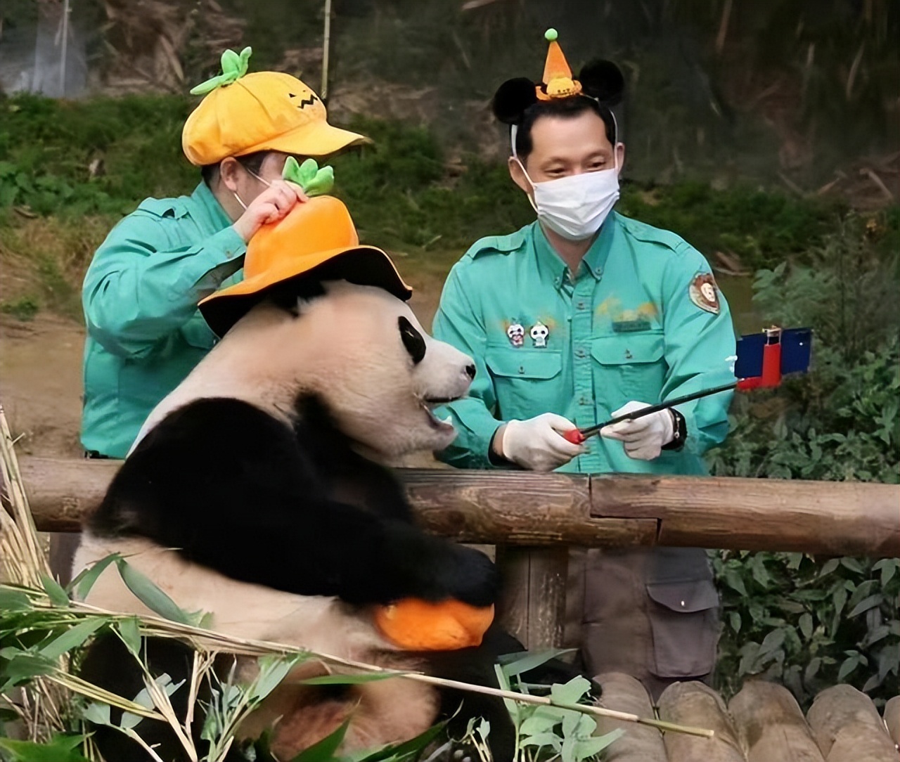 在美国大熊猫回国了吗,目前旅居国外的大熊猫有哪些