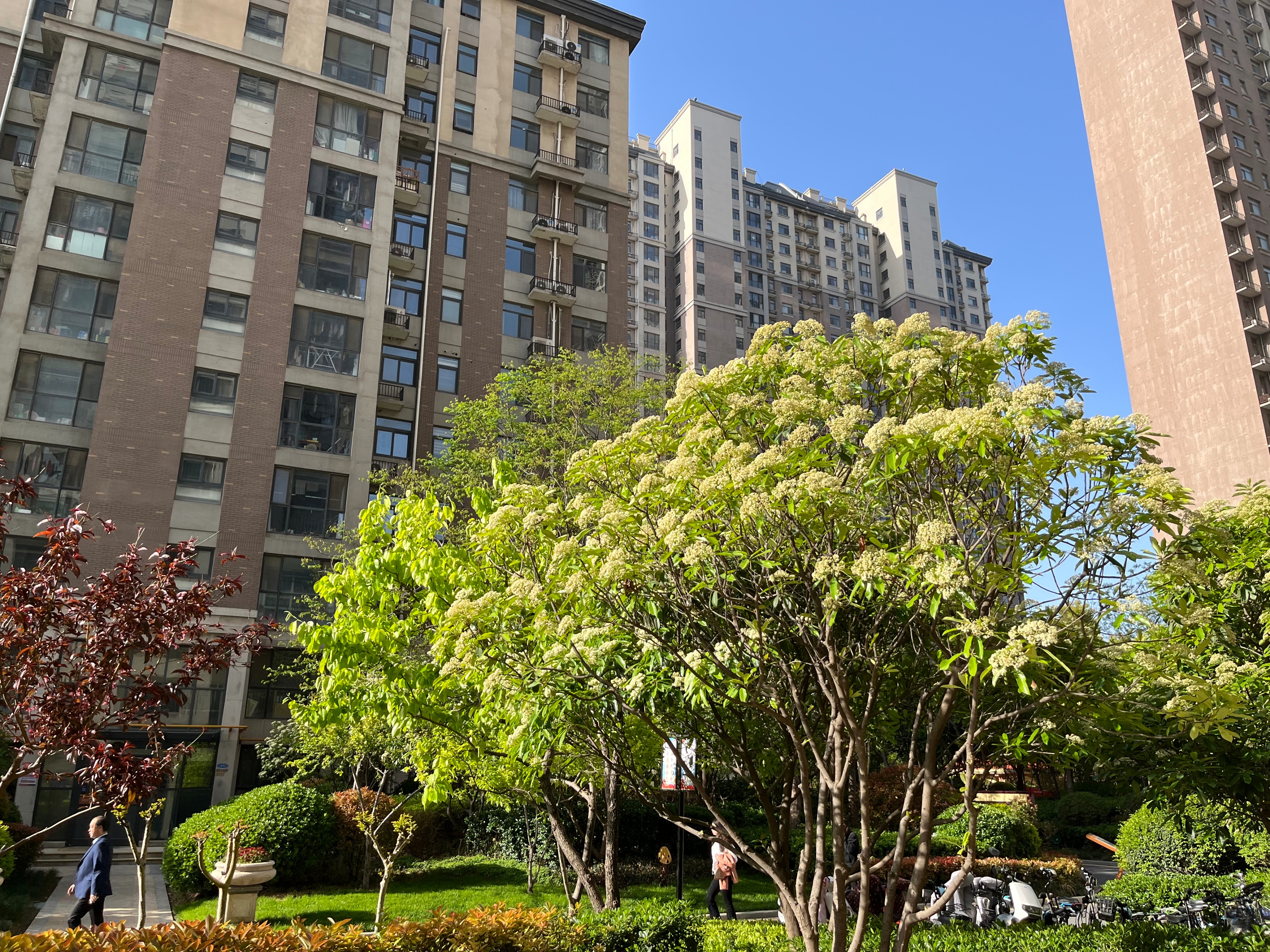 石楠那么难闻为何还要大量栽植,石楠树的味道为什么那么难闻