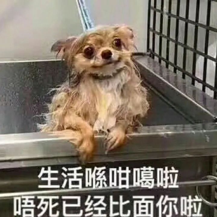 柴犬笑死,笑死人的柴犬视频