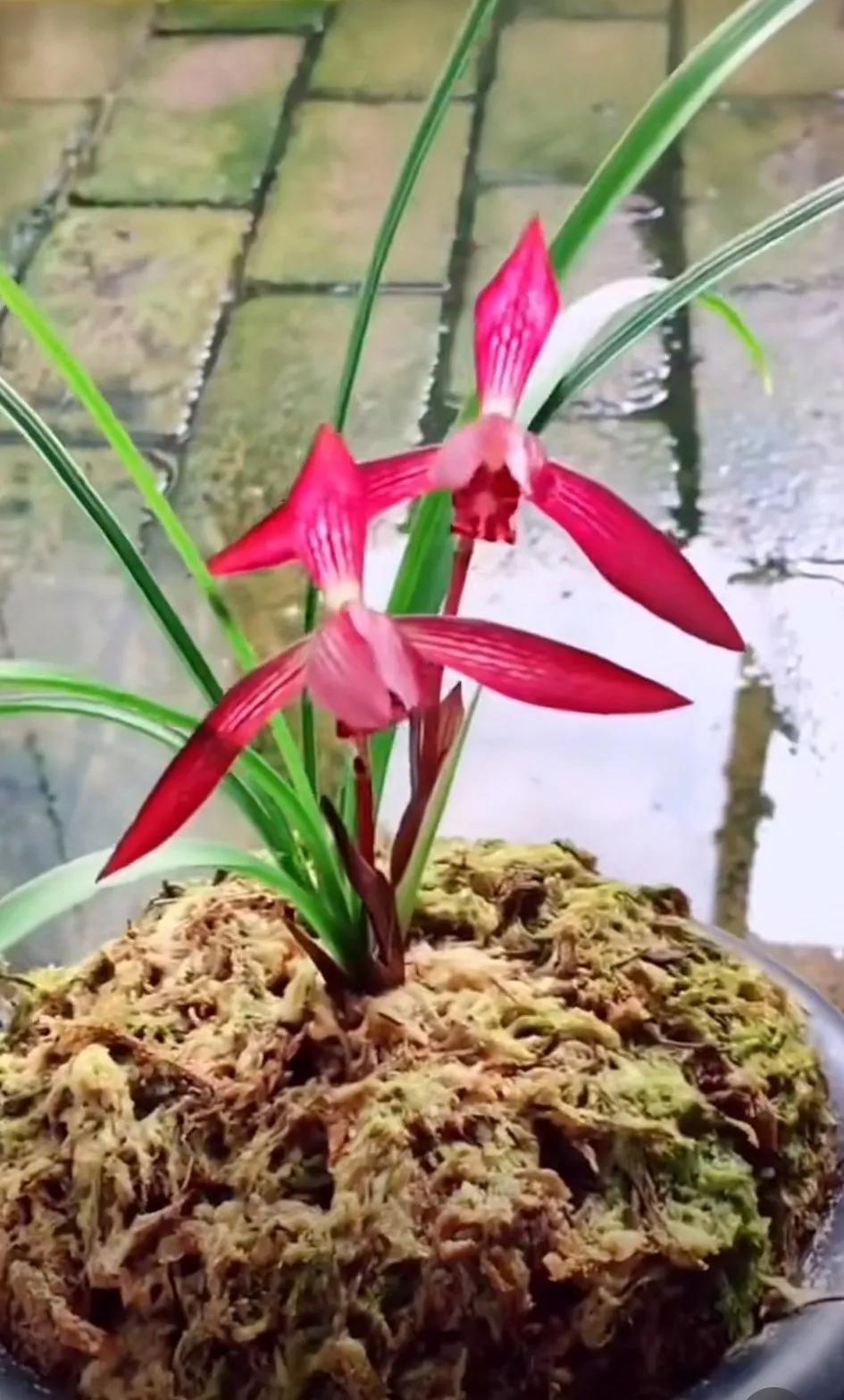 最名贵十种兰花盆景欣赏,名贵野生兰花