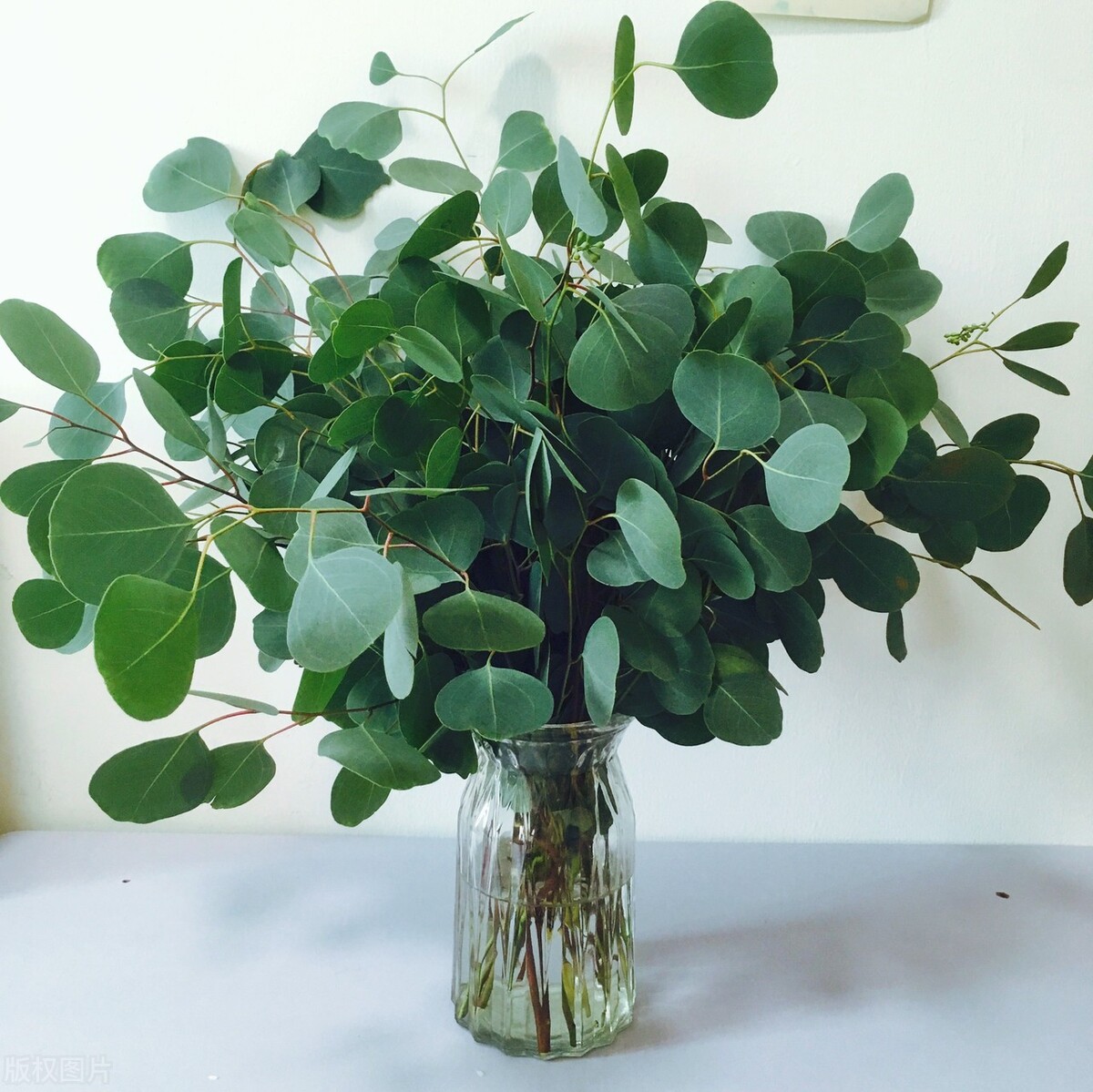 极简省钱又环保的居家生活,4款高颜值家居绿植