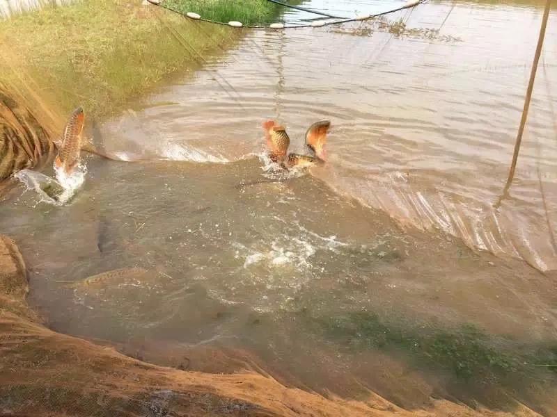 水族爱好者龙鱼,马来买的龙鱼如何带回国内