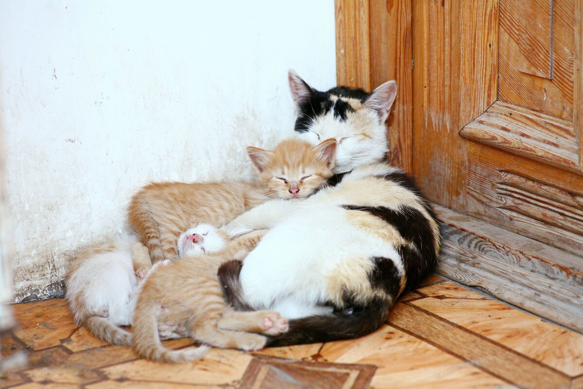 猫为什么越来越粘人去哪里都跟着,猫为什么最近老是喜欢粘人