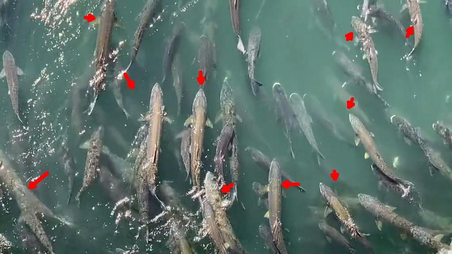 三峡水坝大鱼横行,三峡区出现大量水老虎