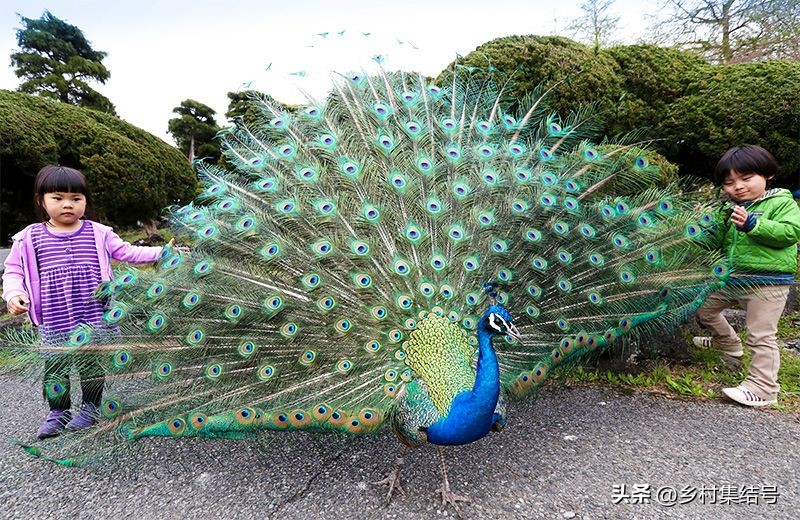 新西兰格伦诺基动物体验农场:一家以动物体验为主题的特色农场
