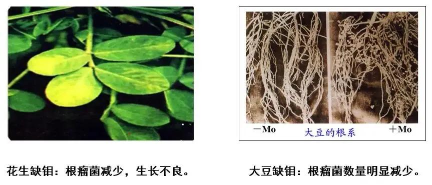 土壤缺钼怎么办,植物缺少钼元素会有什么结果