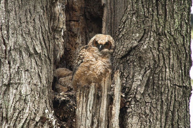 寒风中的枪声——（二）刺激的夜猎（上）