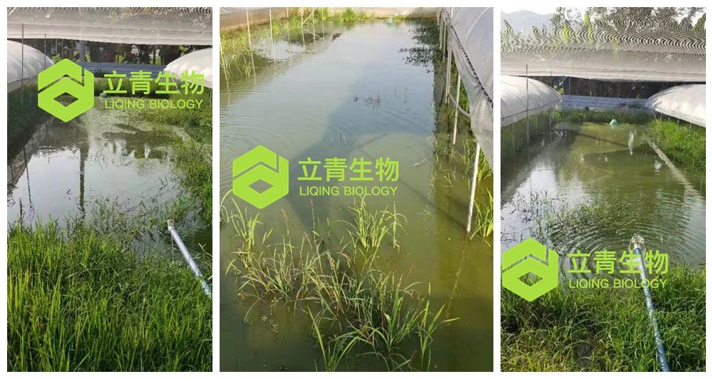 如何提高蝌蚪质量与存活率,蝌蚪变态期怎么调水