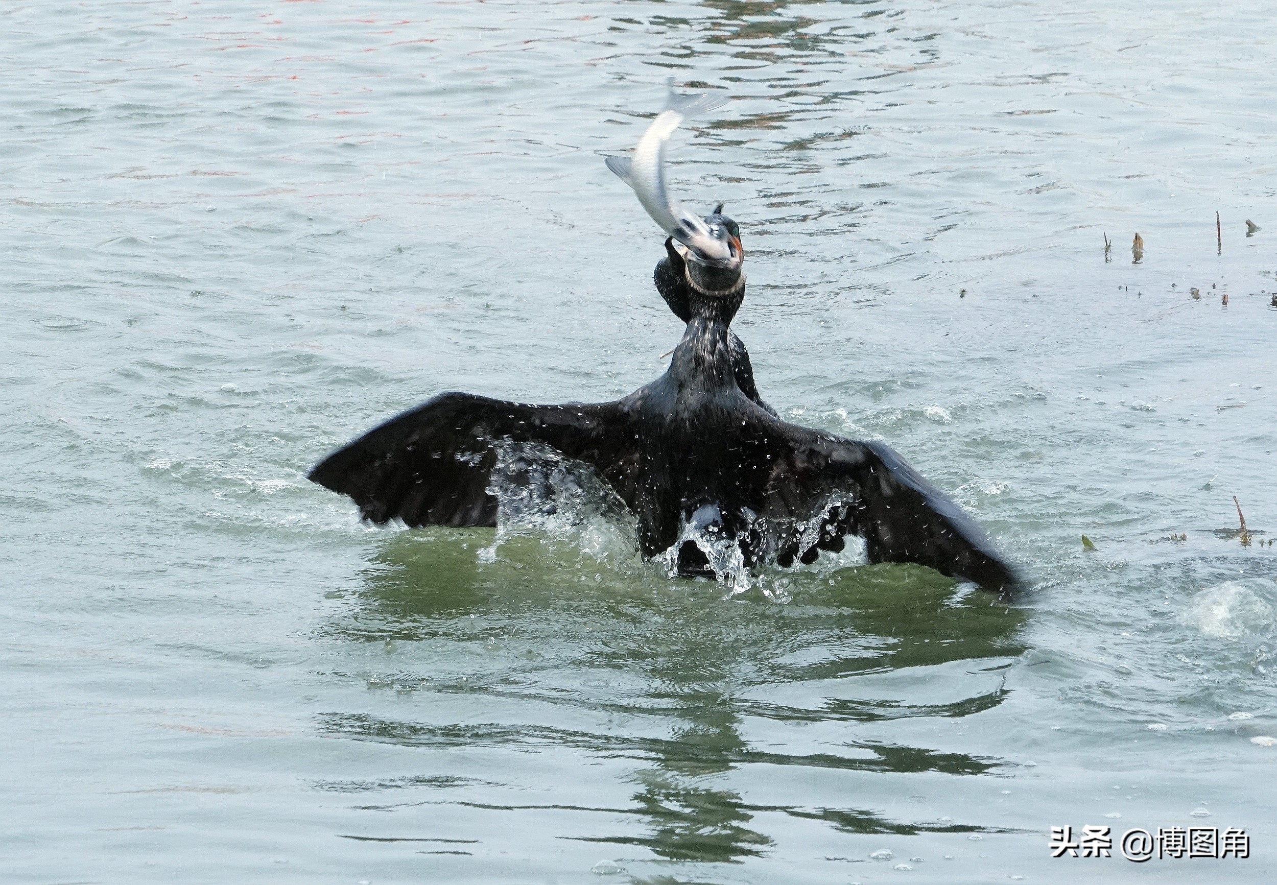 鸬鹚捕鱼渔民生活实拍精彩的瞬间,渔民与鸬鹚捕鱼图片