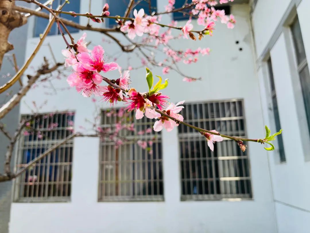 271教育|芳菲万里等你相遇——第一山无限*光春**好