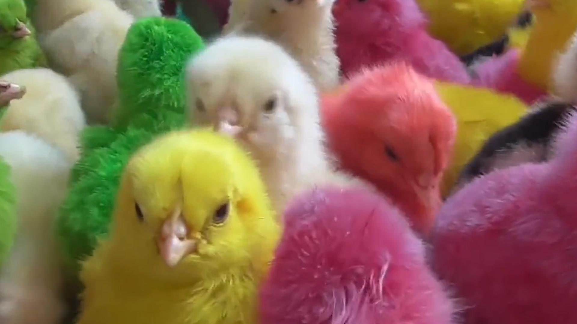 街边卖的彩色青蛙,街上卖的十块钱一斤的蛙