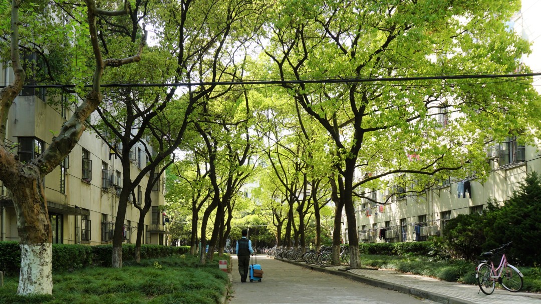 同济大学有多漂亮,同济大学的浪漫