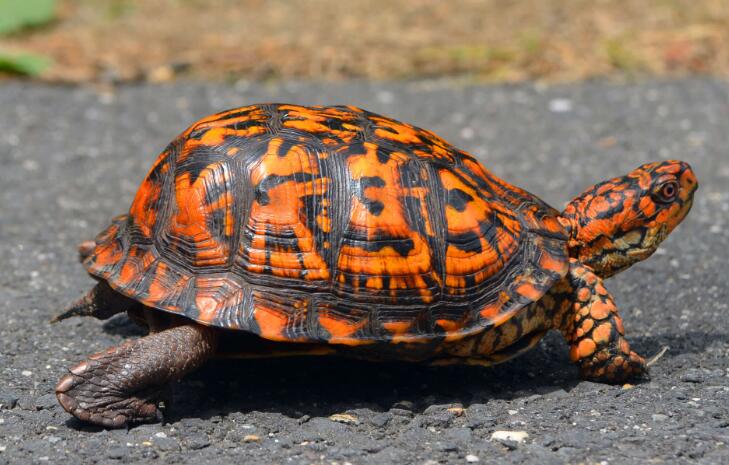 箱龟种类及图片,箱龟品种大全