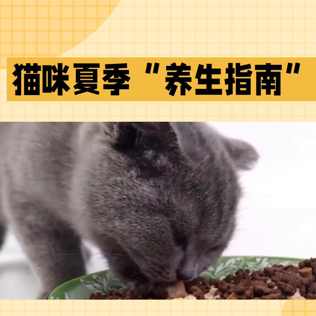 夏季养猫注意事项,冬天养猫好还是夏天养猫好