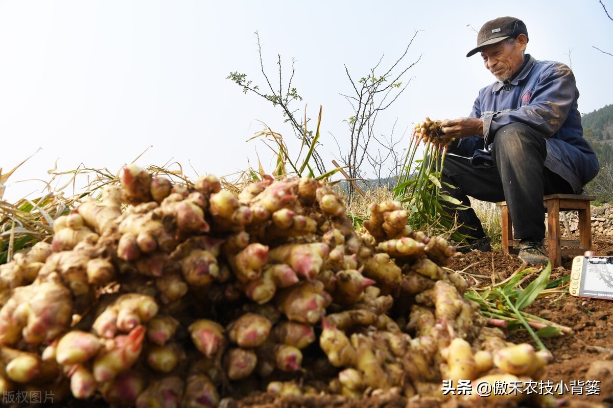 大姜怎样种植才能更高产？大姜膨大期管理应当抓住哪几个重点？