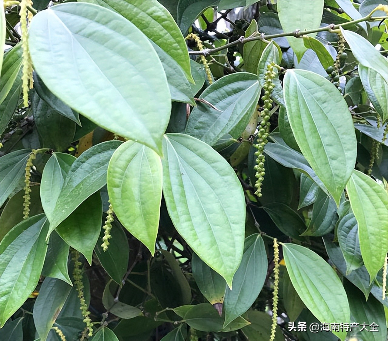 今年海南胡椒价格行情,海南胡椒最新价格