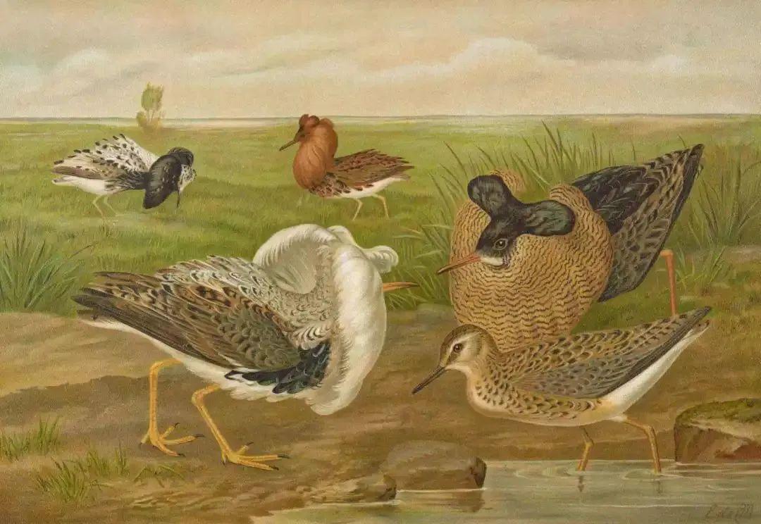 动物和人类行为的研究,有关动物行为的研究